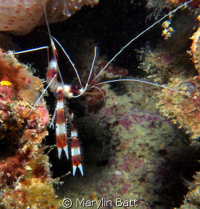 This Banded Shrimp came out from under his rock and posed... by Marylin Batt 